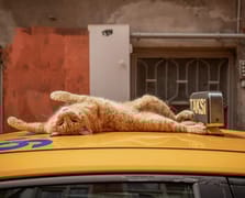 İstanbul kedileri artık kentin sanat hafızasında