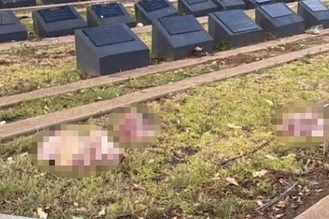 Müslüman mezarlığına domuz kafası bıraktılar