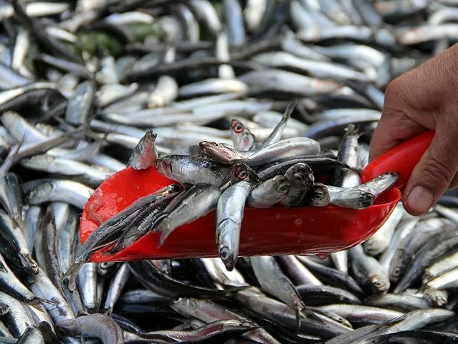 Yunan adalarındaki 'ucuz balık' Türkiye’den