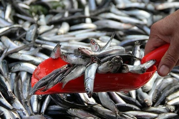 Yunan adalarındaki 'ucuz balık' Türkiye’den