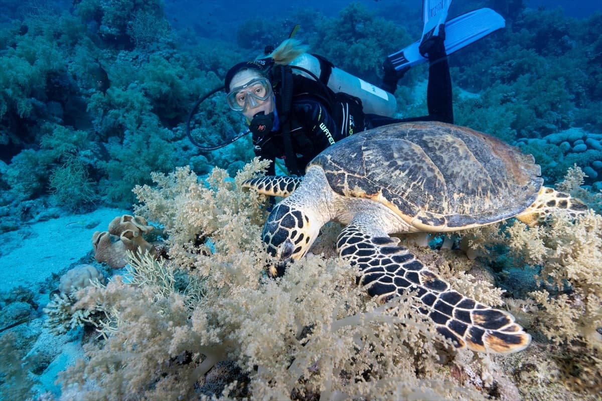 Kızıldeniz'in altındaki harikalar diyarı