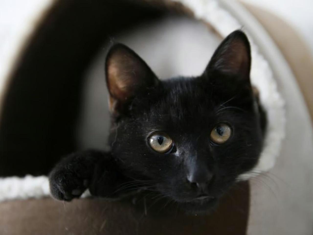 İspanya'da kara kedi sahiplenme yasağı