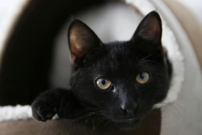 İspanya'nın Terrassa kasabasında cadılar bayramında kara kedi sahiplenmek yasaklandı