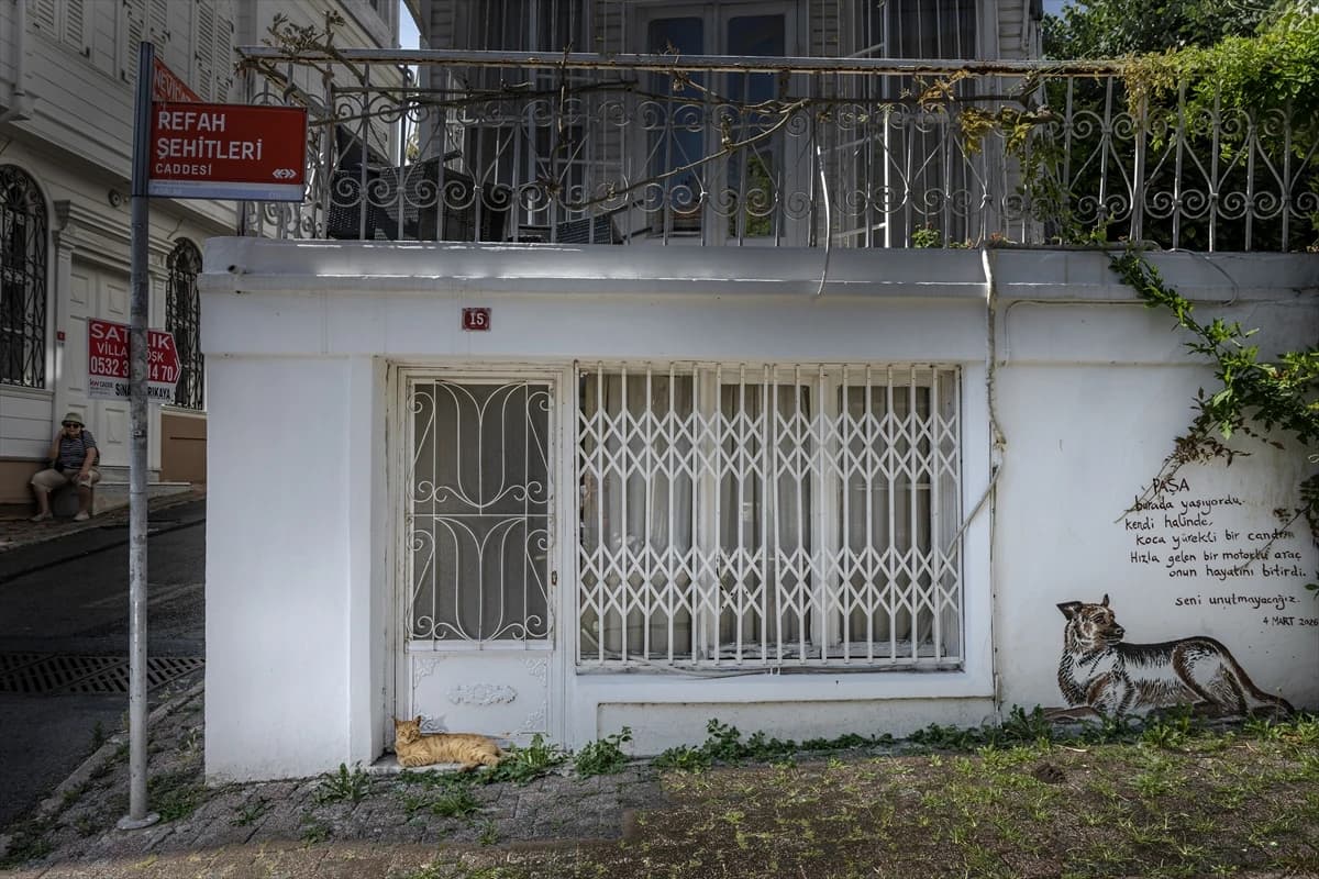 Megakentin ayrılmaz parçası: İstanbul kedileri