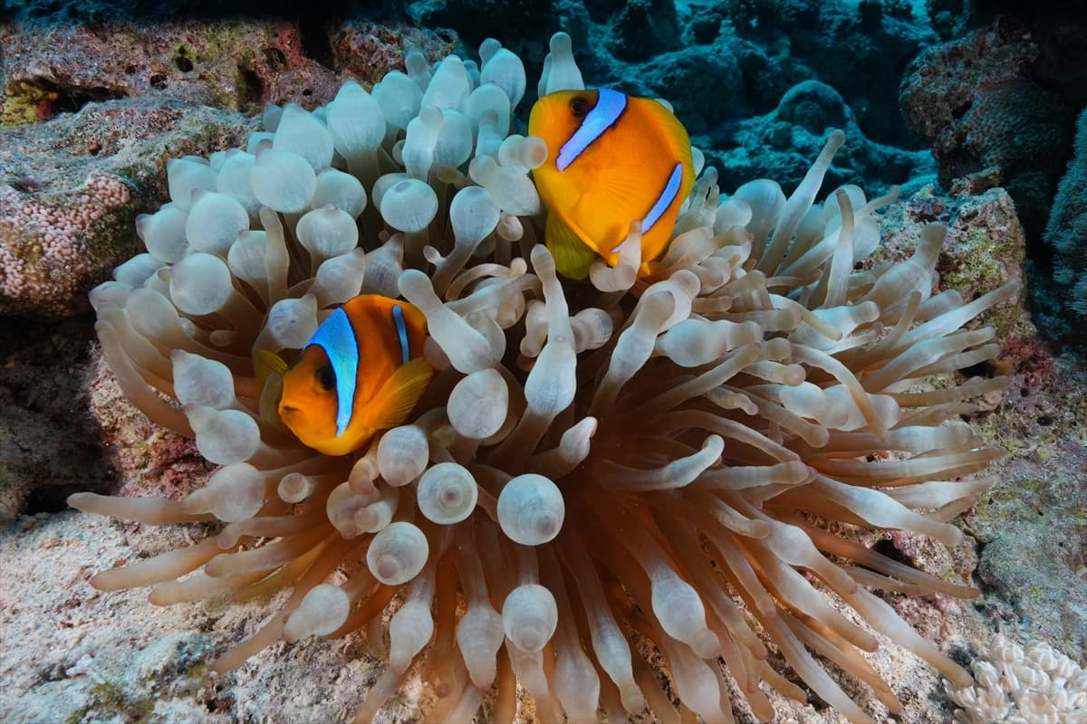 Kızıldeniz'in altındaki harikalar diyarı