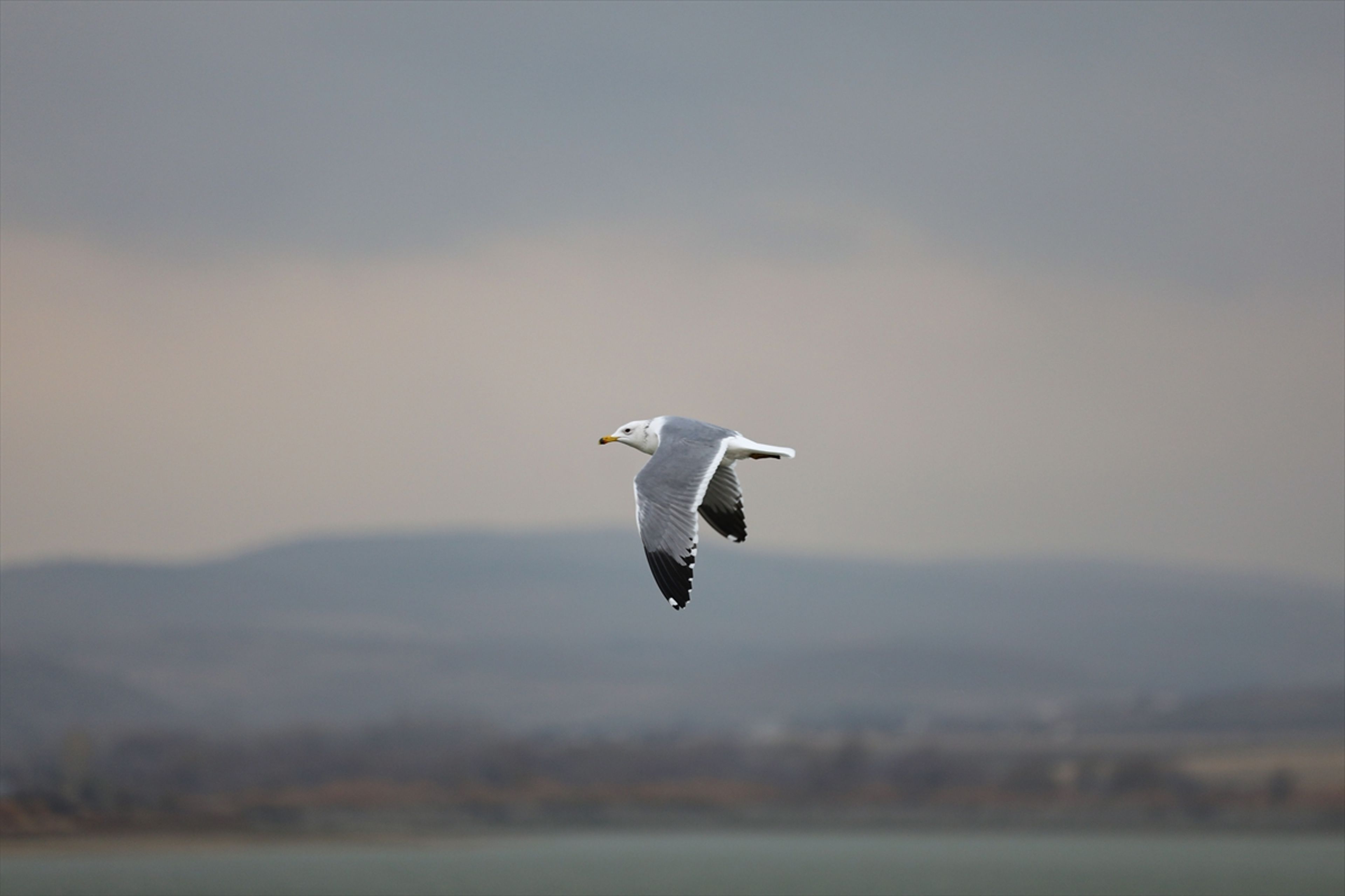 Galeri Fotoğrafı