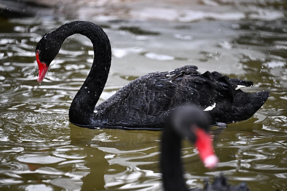 Ankara’nın sembolü Kuğulu Park’ta kış manzarası