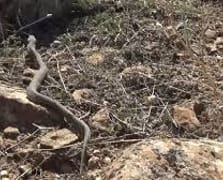 İstanbul'da görülen yılanlarla ilgili kritik uyarılar: Göz bebeklerine dikkat! 