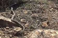 İstanbul'da görülen yılanlarla ilgili kritik uyarılar: Göz bebeklerine dikkat! 