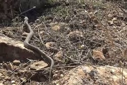 İstanbul'da görülen yılanlarla ilgili kritik uyarılar: Göz bebeklerine dikkat! 