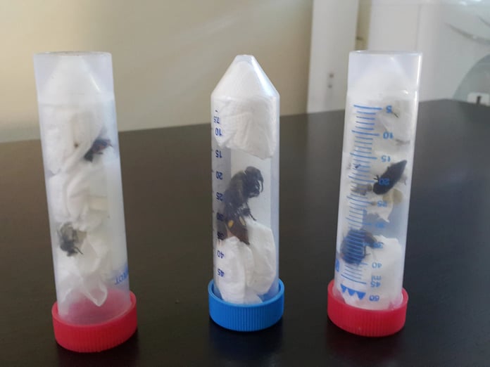 Doğa Koruma ve Milli Parklar biyokaçakçılıkla mücadele ediyor