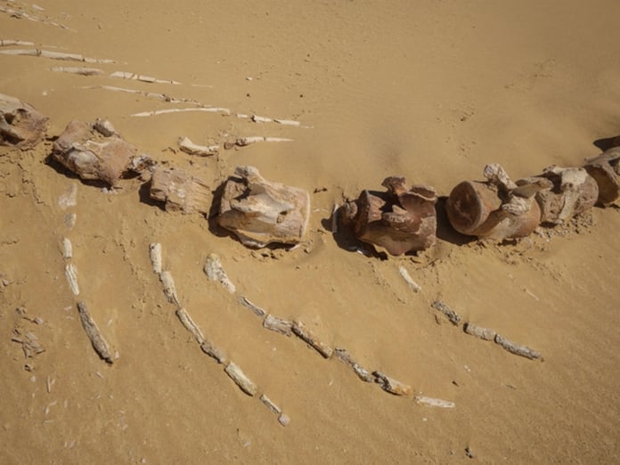 Avustralya'da yaklaşık 26 milyon yıllık keskin dişli balina türü keşfedildi