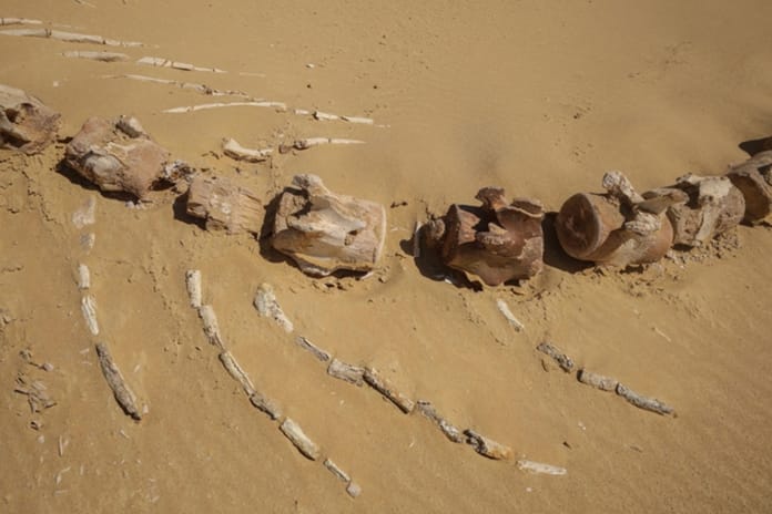 Avustralya'da yaklaşık 26 milyon yıllık keskin dişli balina türü keşfedildi