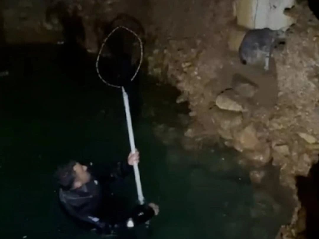 Sarnıca düşen yavru kedi kurtarıldı