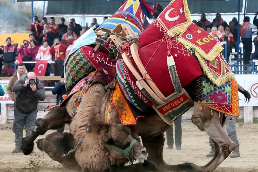 Aydın'da deve güreşleri için maddi destek talebi