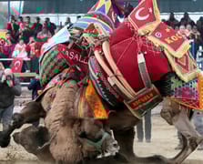 Aydın Büyükşehir Meclisi'nde deve güreşleri tartışması
