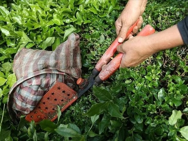 Türk çayı yılın ilk yarısında 104 ülkede alıcı buldu