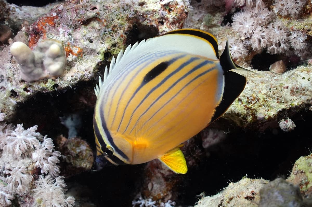 Kızıldeniz'in altındaki harikalar diyarı