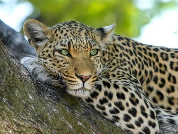 7 binden az kaldı: Çita türünü korumak için sperm bankası kuruldu