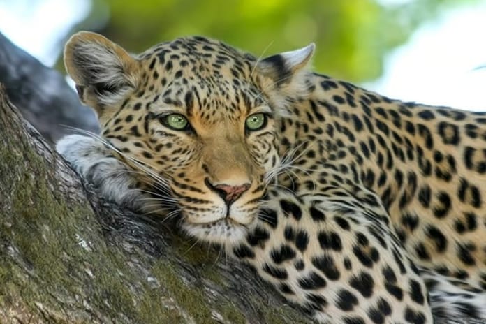 7 binden az kaldı: Çita türünü korumak için sperm bankası kuruldu