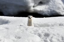 Kars'ta nesli koruma altındaki gelincik görüntülendi