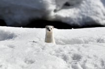 Kars'ta nesli koruma altındaki gelincik görüntülendi