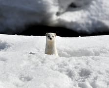 Kars'ta nesli koruma altındaki gelincik görüntülendi