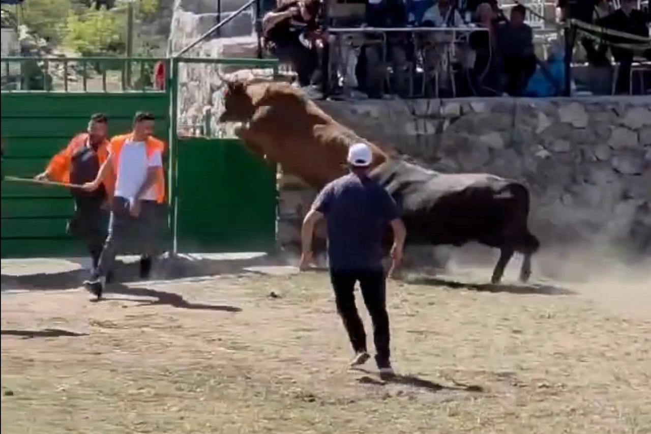 600 kiloluk boğa arenadan kaçtı