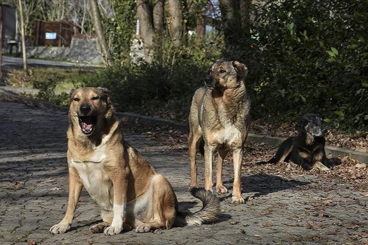 Fas'ta köpeğin tırmaladığı turist kuduzdan öldü