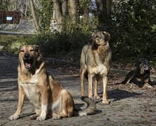 Tatil değil kabus: Fas’ta tırmalanan İngiliz kadın kuduzdan öldü