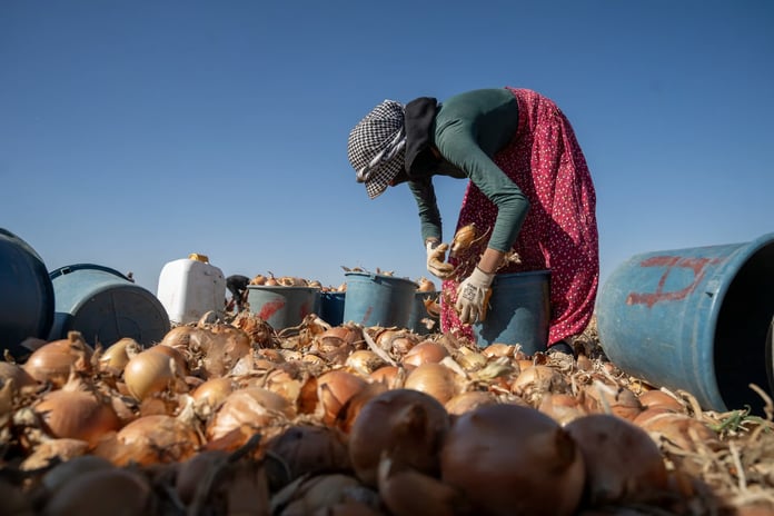 15-17 yaş grubundaki her dört çocuktan biri iş gücünde