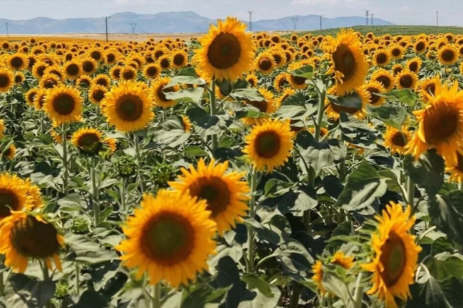 KARADENİZBİRLİK ayçiçeği alımlarına başladı