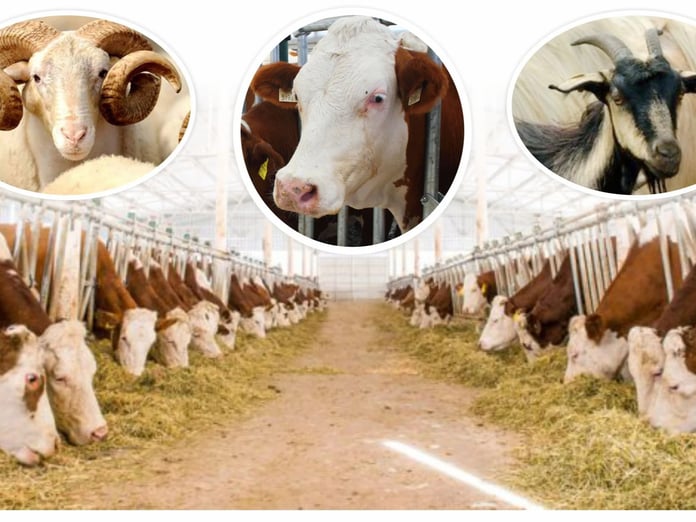 Kurban Bayramı öncesi kesim işlemleri için bilinmesi gerekenler