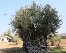 Asırlık anıt zeytin ağaçları Antalya'da hayat buldu