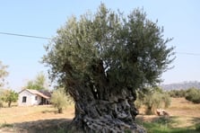 Asırlık anıt zeytin ağaçları Antalya'da hayat buldu