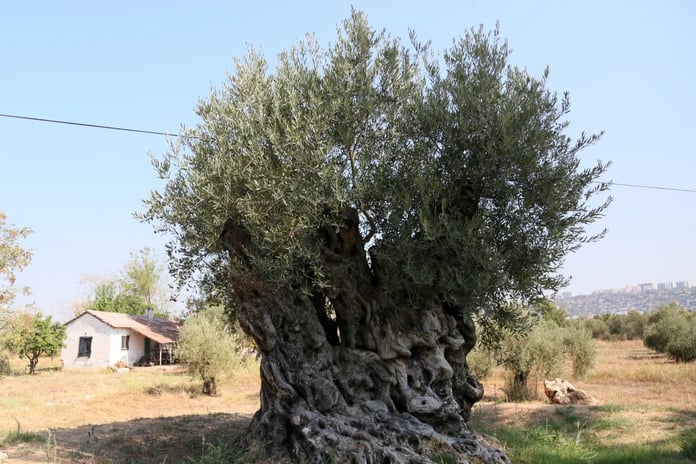 Asırlık anıt zeytin ağaçları Antalya'da hayat buldu