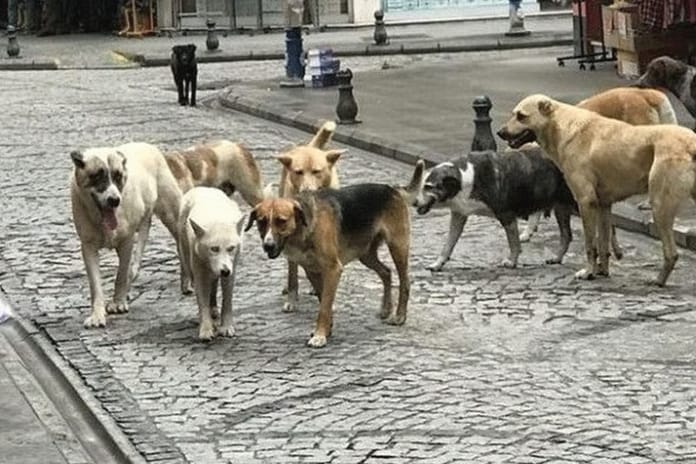 İstanbul İl Hayvanları Koruma Kurulu'ndan belediyelere acil talimat: Sorumluluklarınızı ihmal etmeyin