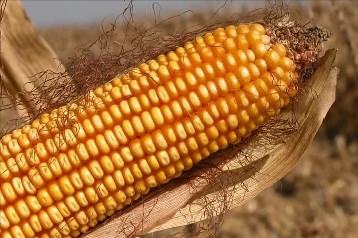 500 bin ton mısır ithalatı 