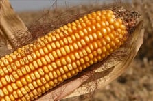 Türkiye 500 bin ton mısır ithalatı yapacak