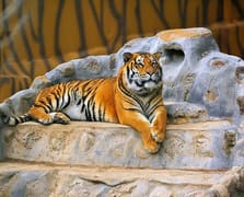 Danimarka'da evcil hayvanları yırtıcılar yesin diye bağışladılar