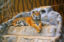 Danimarka'da evcil hayvanları yırtıcılar yesin diye bağışladılar