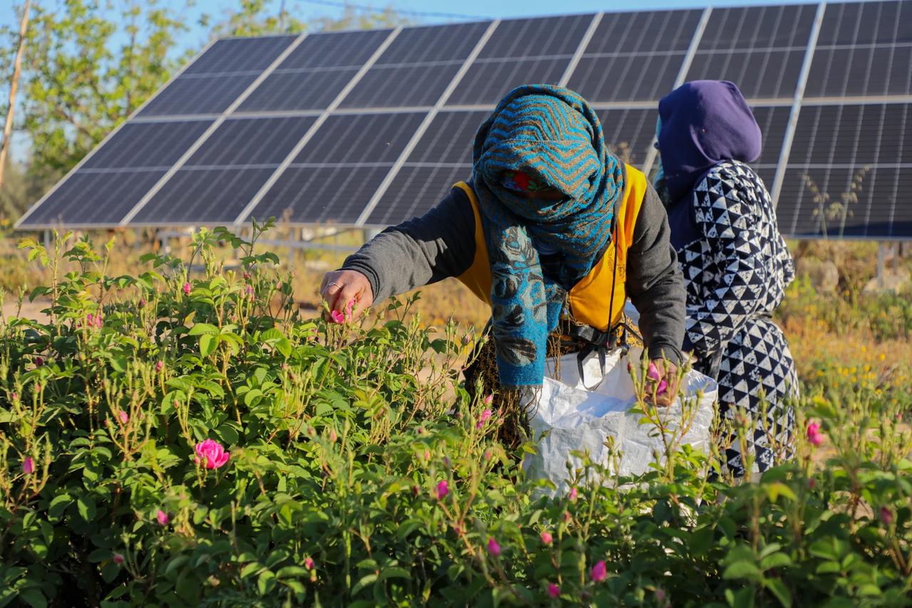 Hasat süresini iklim koşulları belirliyor