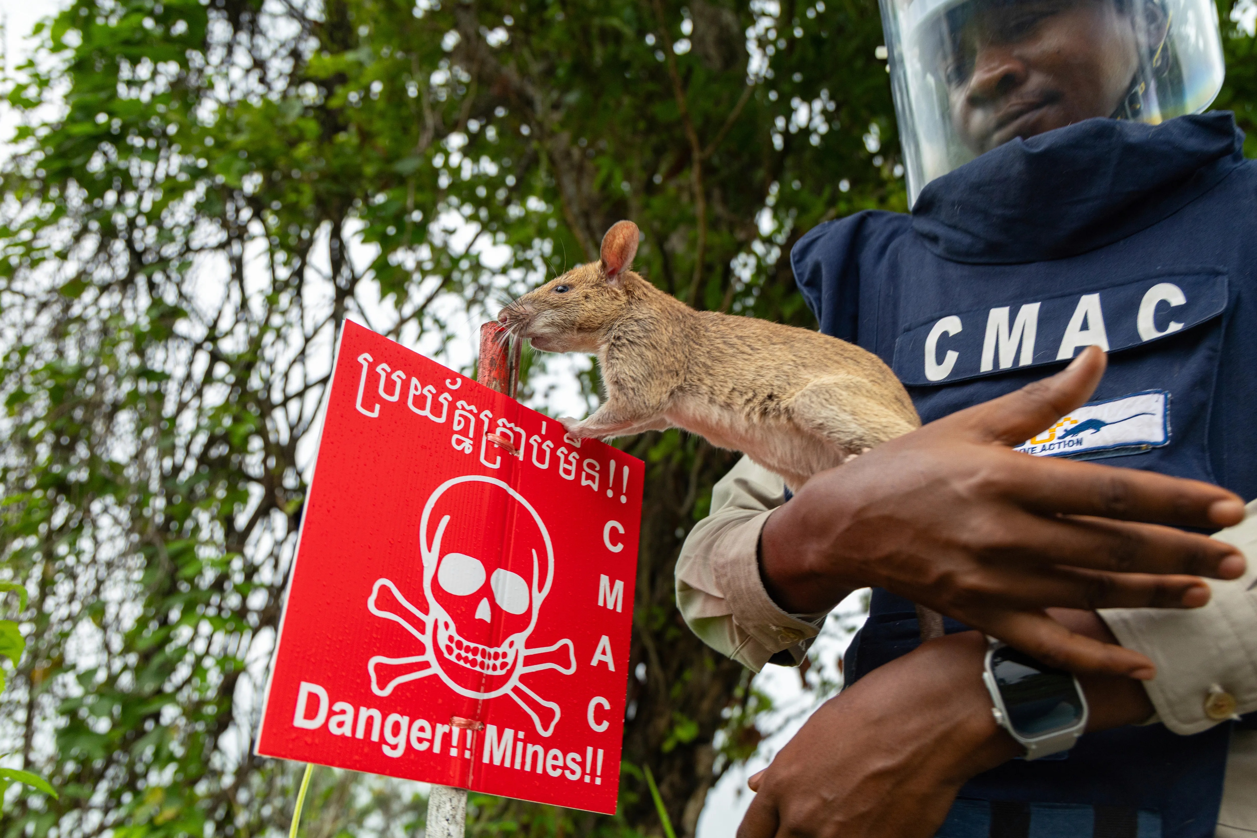 Cambodia Trains Rats To Detect Landmines, Save Lives