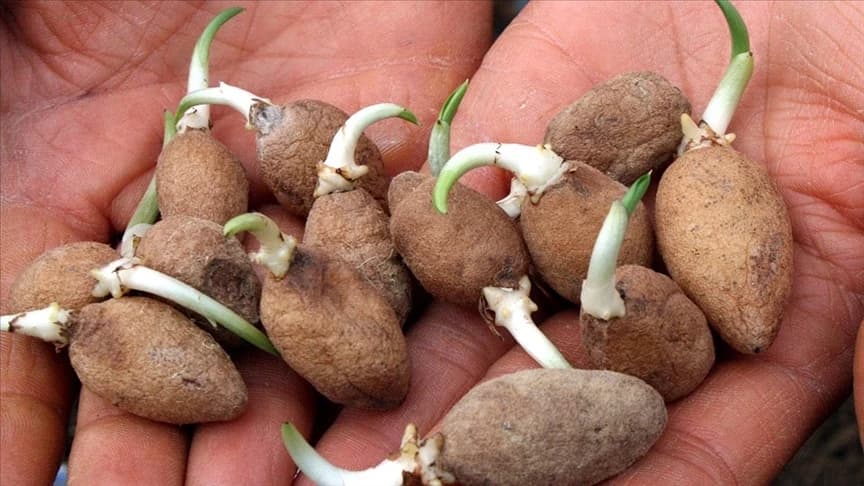 Samsun salep üretimi