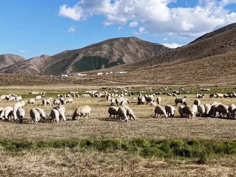 150 bin TL maaşa rağmen çoban bulamıyorlar