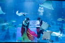 Seul’de akvaryumda Ay Yeni Yılı’na özel su altı gösterisi yapıldı