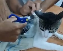 Hapishaneye uyuşturucu sokmak için kediyi "kurye" olarak kullandılar