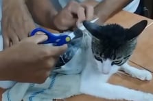 Hapishaneye uyuşturucu sokmak için kediyi "kurye" olarak kullandılar