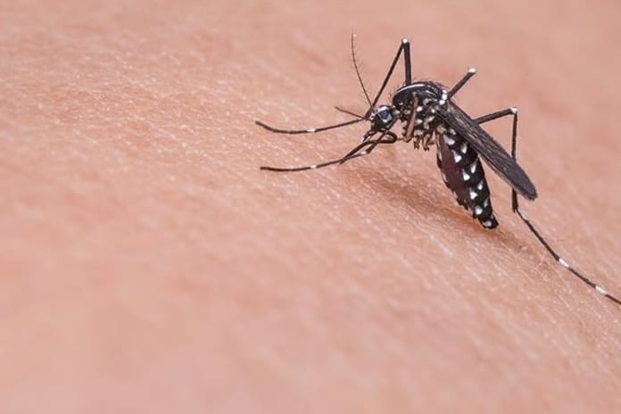 Yunanistan'da Batı Nil virüsü alarm veriyor