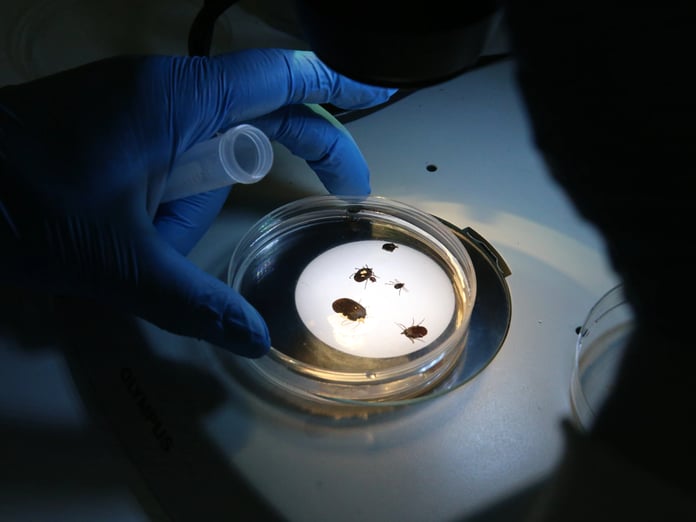 Kenelerle ilgili yeni uyarı: Bulaşıcı hastalık yayabilir